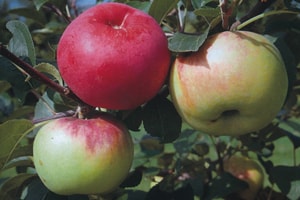 Mayländer Obstbrände